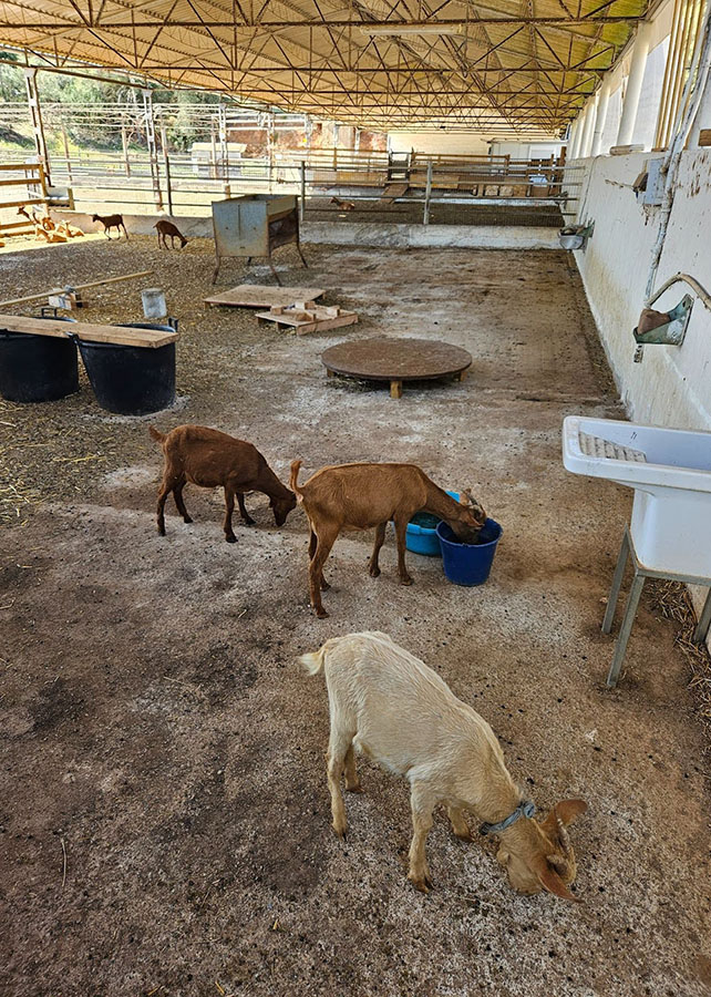 Exterior barn with goats eating